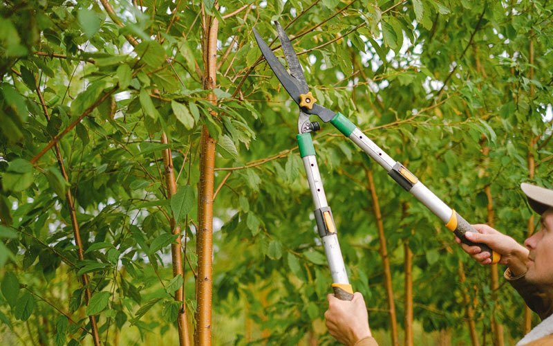 Tree trimming in Sebastopol, CA